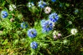 Small delicate blue flowers of nigella sativa plant, also known as black caraway, cumin or kalanji, in a sunny summer day, Royalty Free Stock Photo