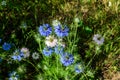 Small delicate blue flowers of nigella sativa plant, also known as black caraway, cumin or kalanji, in a sunny summer day, Royalty Free Stock Photo