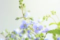 Small delicate blue flowers veronica, selective focus Royalty Free Stock Photo