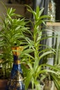 Small and delicate blue glass bottle with gold decorative details surrounded by pots and plants Royalty Free Stock Photo