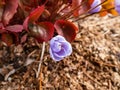 Small, delicate and charming spring-flowering asian twin leaf Jeffersonia dubia with pale violet and blue-lavender flowers in