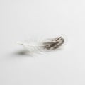 A small, delicate feather lies on a white surface. The feather features a central quill wit Royalty Free Stock Photo