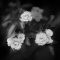 Small delicate roses flowers in black and white color, Rosa banksiae or Lady Banks rose flower, blurred background macro close up Royalty Free Stock Photo