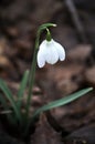 Small Delicate Snowdrop in Bloom