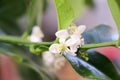 Small delicate white flowers of citrus plants Kaffir lime, Citrus hystrix with light green young leaves, close-up with selective Royalty Free Stock Photo