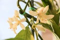 Small delicate white flowers of citrus plants Meyer lemon, C. meyeri with light green young leaves, close-up with selective focus