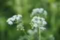 Delicate white wild flowers in spring time.