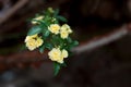 Small delicate yellow roses flowers, Rosa banksiae or Lady Banks` rose flower blooming in garden Royalty Free Stock Photo