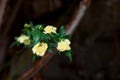 Small delicate yellow roses flowers, Rosa banksiae or Lady Banks` rose flower blooming in garden Royalty Free Stock Photo