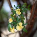 Small delicate yellow roses flowers, Rosa banksiae or Lady Banks` rose flower blooming in garden Royalty Free Stock Photo