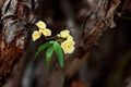 Small delicate yellow roses flowers, Rosa banksiae or Lady Banks` rose flower blooming in garden Royalty Free Stock Photo