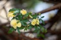 Small delicate yellow roses flowers, Rosa banksiae or Lady Banks` rose flower blooming in garden Royalty Free Stock Photo