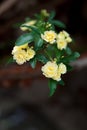 Small delicate yellow roses flowers, Rosa banksiae or Lady Banks` rose flower blooming in garden Royalty Free Stock Photo