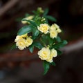 Small delicate yellow roses flowers, Rosa banksiae or Lady Banks` rose flower blooming in garden Royalty Free Stock Photo