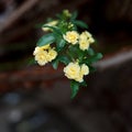 Small delicate yellow roses flowers, Rosa banksiae or Lady Banks` rose flower blooming in garden Royalty Free Stock Photo