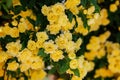 Small delicate yellow roses flowers, Rosa banksiae, rose flower blooming in garden. Spring time Royalty Free Stock Photo