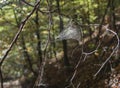 Spider Web on Branches