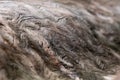 Small depth of field texture of the sinuous wood of the underlying tree in the perspective of the outgoing distance Royalty Free Stock Photo