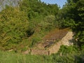 A small Derelict Scottish Cottage lies half hidden in the undergrowth in a field in Angus.