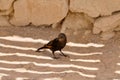 Desert bird Tristrams Starling at Masada National Park in Israel Royalty Free Stock Photo