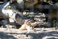 A small desert fox fenech resting under the sun on a summer day