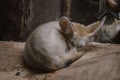 Small desert fox sleeping in the zoo Royalty Free Stock Photo