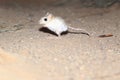 Small desert jerboa