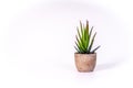 Small desert plant in a flower pot made of wood Royalty Free Stock Photo