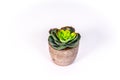 Small desert plant in a flower pot made of wood Royalty Free Stock Photo