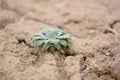 Small Desert Plant With Little Critter