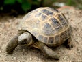 Small desert tortoise