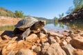 a small desert turtle on a rock near a water hole