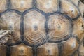 Small detailed turtle shell surface close up pattern top view Royalty Free Stock Photo