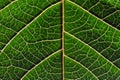 Small details of a colourful leaf Royalty Free Stock Photo