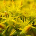 Small Details of Yellow Stonecrop Flowers Blooming In Summer Royalty Free Stock Photo