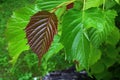 Small, developing crimson lanceolate leaf of Euptelea Polyandra tree, native to Assam, China and Jappan, with jagged edges Royalty Free Stock Photo