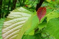 Small, developing crimson lanceolate leaf of Euptelea Polyandra tree, native to Assam, China and Jappan, with jagged edges Royalty Free Stock Photo