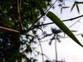 A small dew drop on a winter morning hangs on the end of a new bamboo leaf Royalty Free Stock Photo