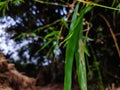 A small dew drop on a winter morning hangs on the end of a new bamboo leaf Royalty Free Stock Photo