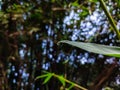 A small dew drop on a winter morning hangs on the end of a new bamboo leaf Royalty Free Stock Photo