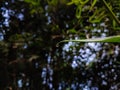 A small dew drop on a winter morning hangs on the end of a new bamboo leaf Royalty Free Stock Photo