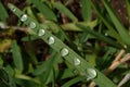 Small dew drops in grass