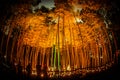 Small-diameter light-up of the bamboo grove small desk Castle forest of citizen