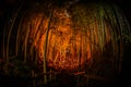 Small-diameter light-up of the bamboo grove small desk Castle forest of citizen