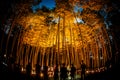 Small-diameter light-up of the bamboo grove small desk Castle forest of citizen