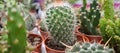 Small different cacti in flowerpots closeup. Types of indoor cacti