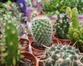 Small different cacti in flowerpots closeup. Types of indoor cacti