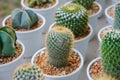Small different types of cactus plants. Royalty Free Stock Photo