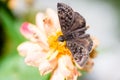 Small dingy skipper butterfly on zinnia Royalty Free Stock Photo