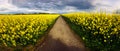 Small Dirt Road through Fields of Oilseed Rape in Bloom, Spring Landscape under dark Sky Royalty Free Stock Photo